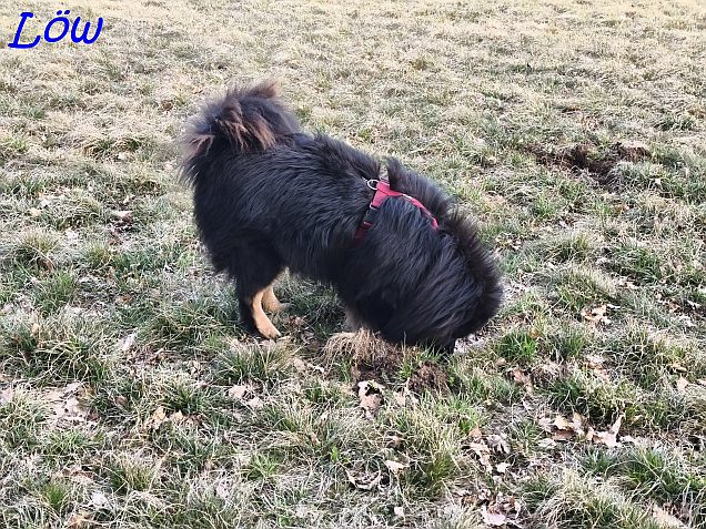 21.3.2025 - Howard sucht